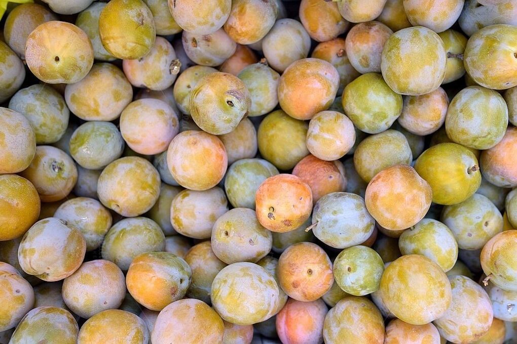 Simple Summer Plum Wine Recipe Brew Distill Ferment