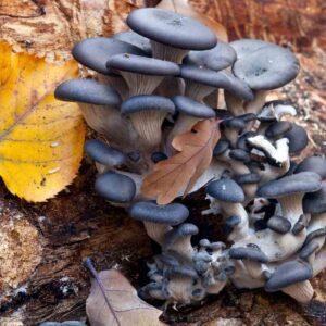 Mushroom Refill Kit - Blue Oyster