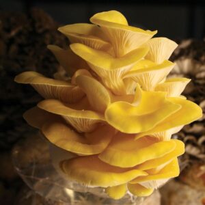 Mushroom Refill Kit- Yellow Oyster